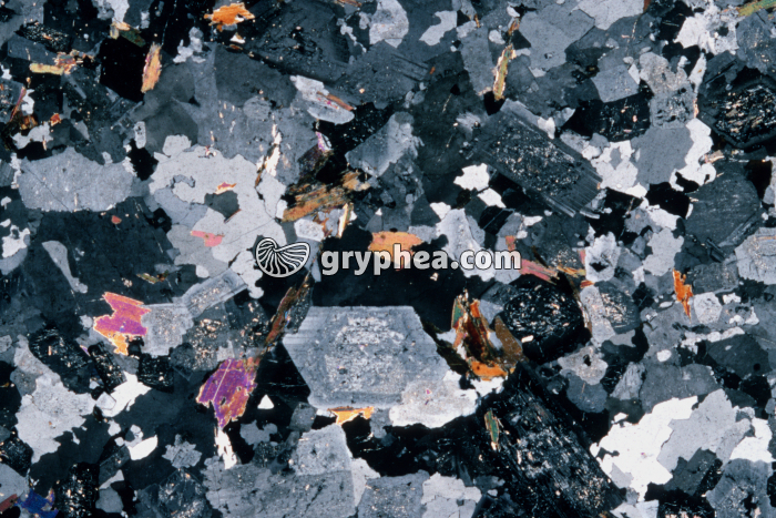 Granite d'anatexie LPA x3,5 - gryphea.com